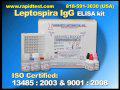 Leptospira IgG ELISA kit