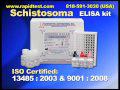 Schistosoma ELISA kit