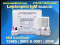 Leptospira IgM ELISA kit